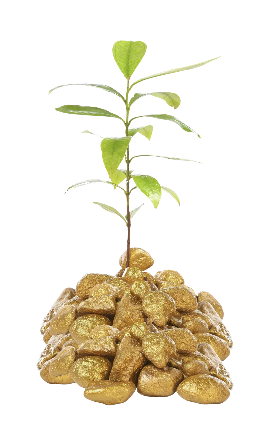 Muda de planta brotando sobre moedas de ouro